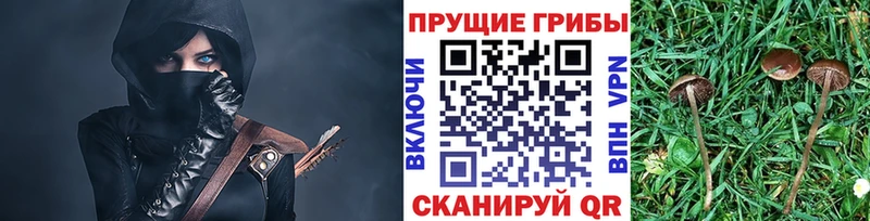 Псилоцибиновые грибы Psilocybe  Кемь 